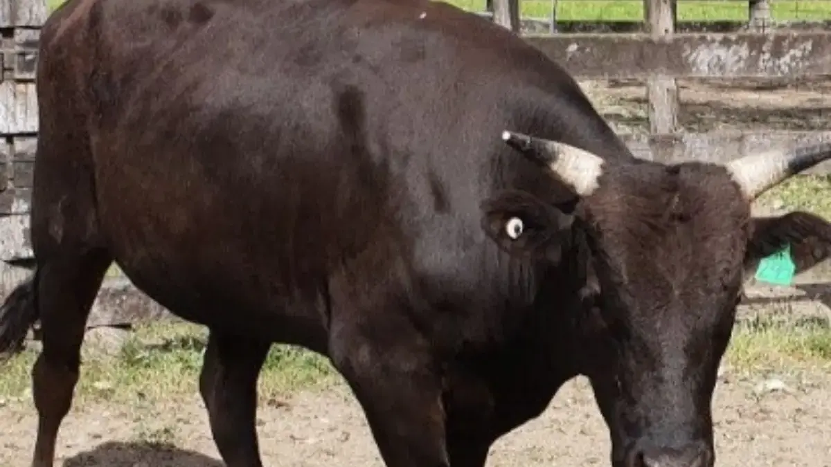 Bisa Kaya Memiliki Sapi Ini, 5 Jenis Sapi Termahal di Dunia 