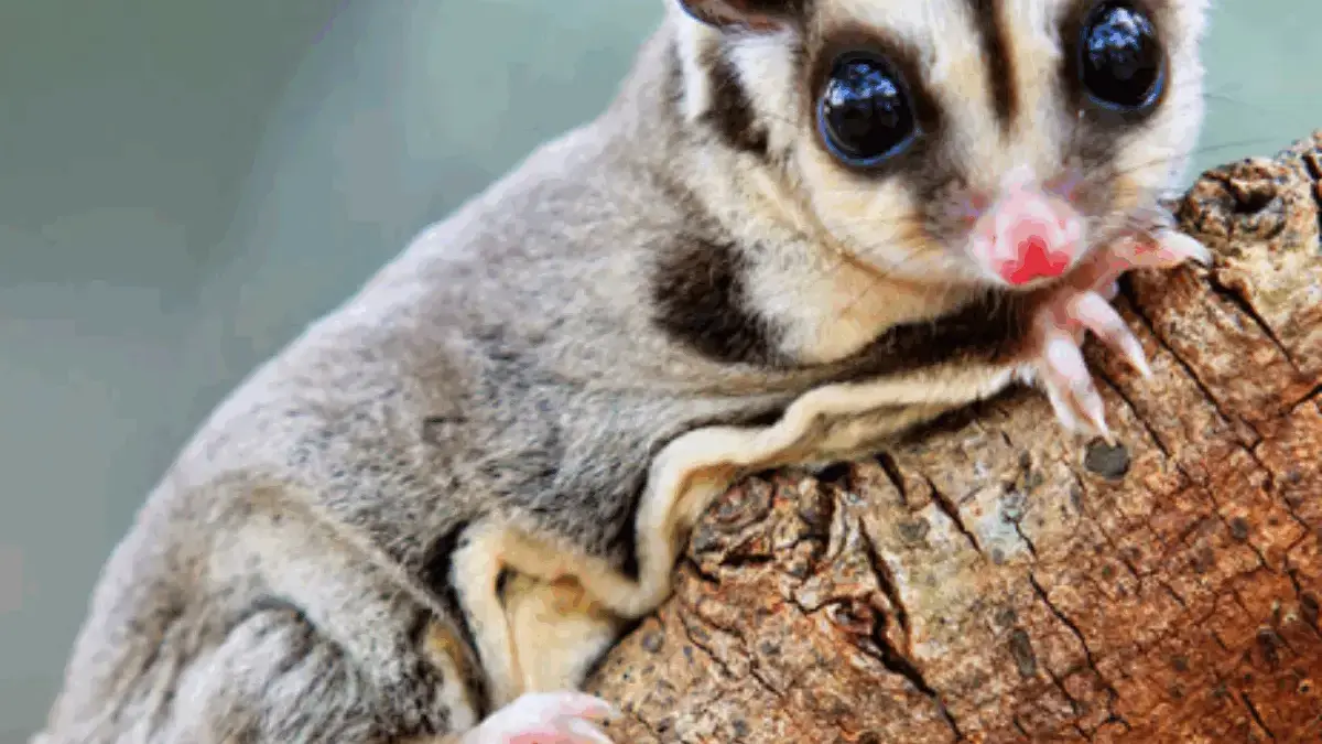5 Fakta Tentang Sugar Glider, Hewan yang Menyukai Rasa Manis 