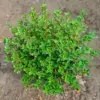 Thyme Indonesia: Rempah Tropis yang Jadi Incaran Pasar Global