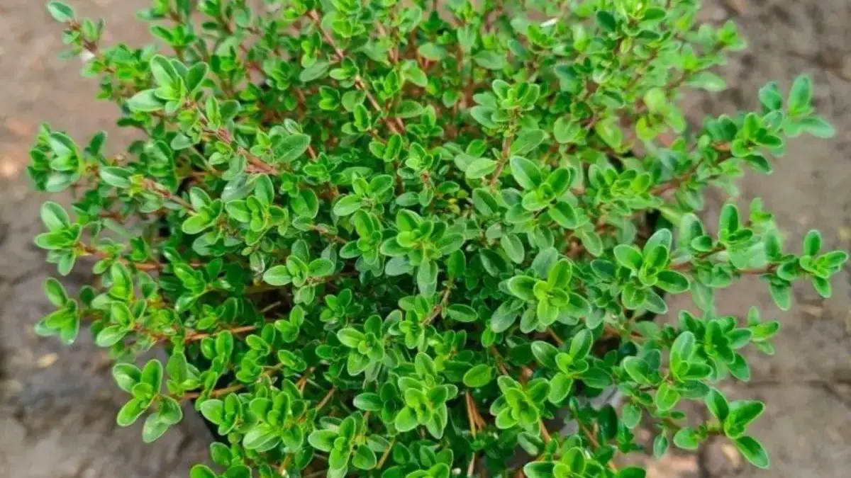 Thyme Indonesia: Rempah Tropis yang Jadi Incaran Pasar Global