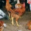 5 Jenis Ayam Pedaging yang Biasa Dikonsumsi