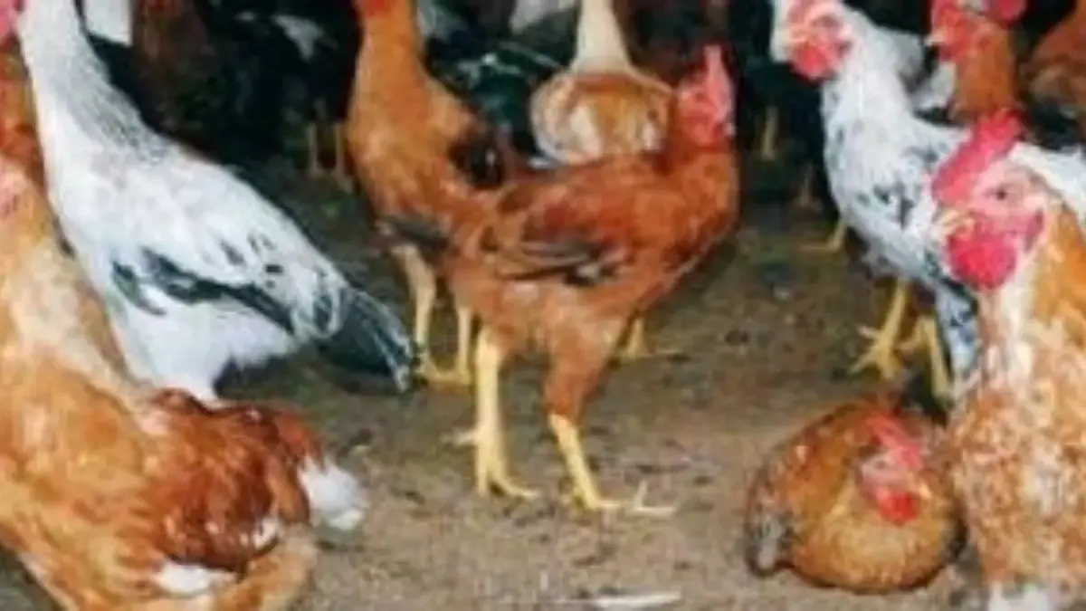 5 Jenis Ayam Pedaging yang Biasa Dikonsumsi