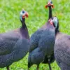 Bagi Pecinta Ayam, 5 Jenis Ayam Hias yang Bisa dipelihara 