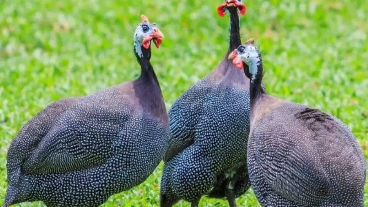 Bagi Pecinta Ayam, 5 Jenis Ayam Hias yang Bisa dipelihara 