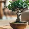 Kamu Hobi Bonsai?, 4 Tanaman Bonsai yang Dipercaya Dapat Membawa Keberuntungan 