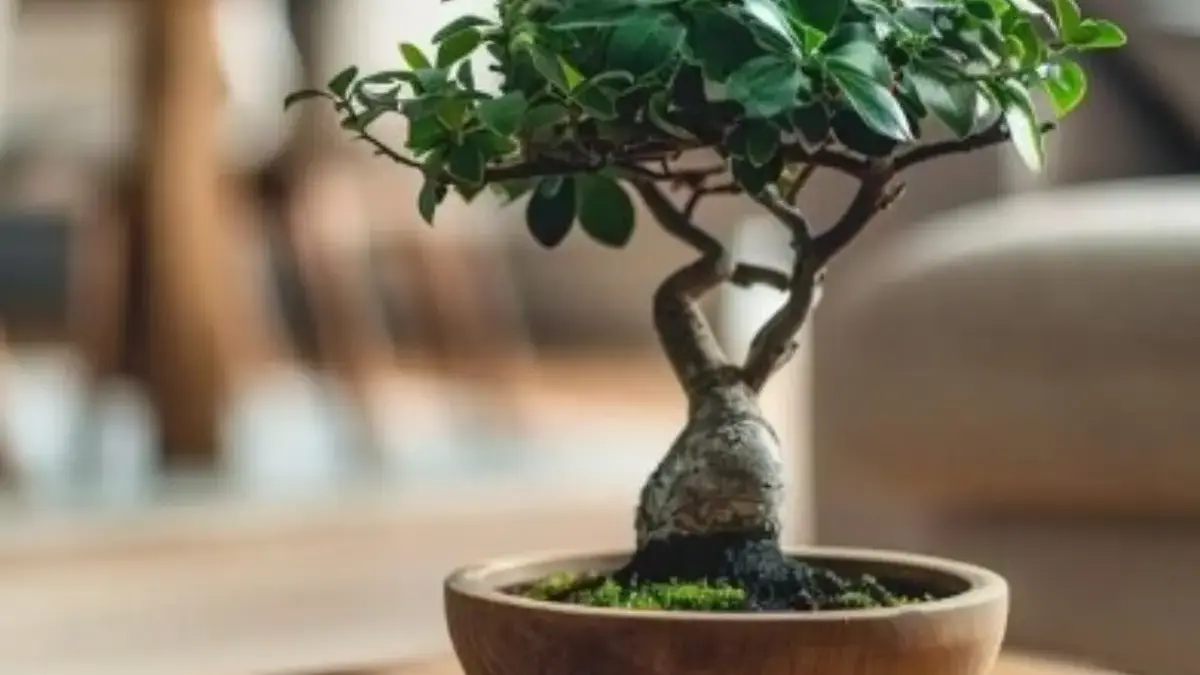 Kamu Hobi Bonsai?, 4 Tanaman Bonsai yang Dipercaya Dapat Membawa Keberuntungan 
