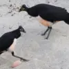 5 Fakta Tentang Burung Maleo, Burung Endemik Indonesia Yang Terancam Punah 