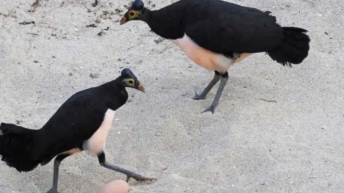 5 Fakta Tentang Burung Maleo, Burung Endemik Indonesia Yang Terancam Punah 