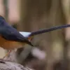 3 Burung Kicau yang Umum di Pelihara dan Menjadi Primadona Para Kicau Mania