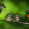Rekomendasi 5 Jenis Burung Kicau Kecil Untuk Kicau Mania Pemula