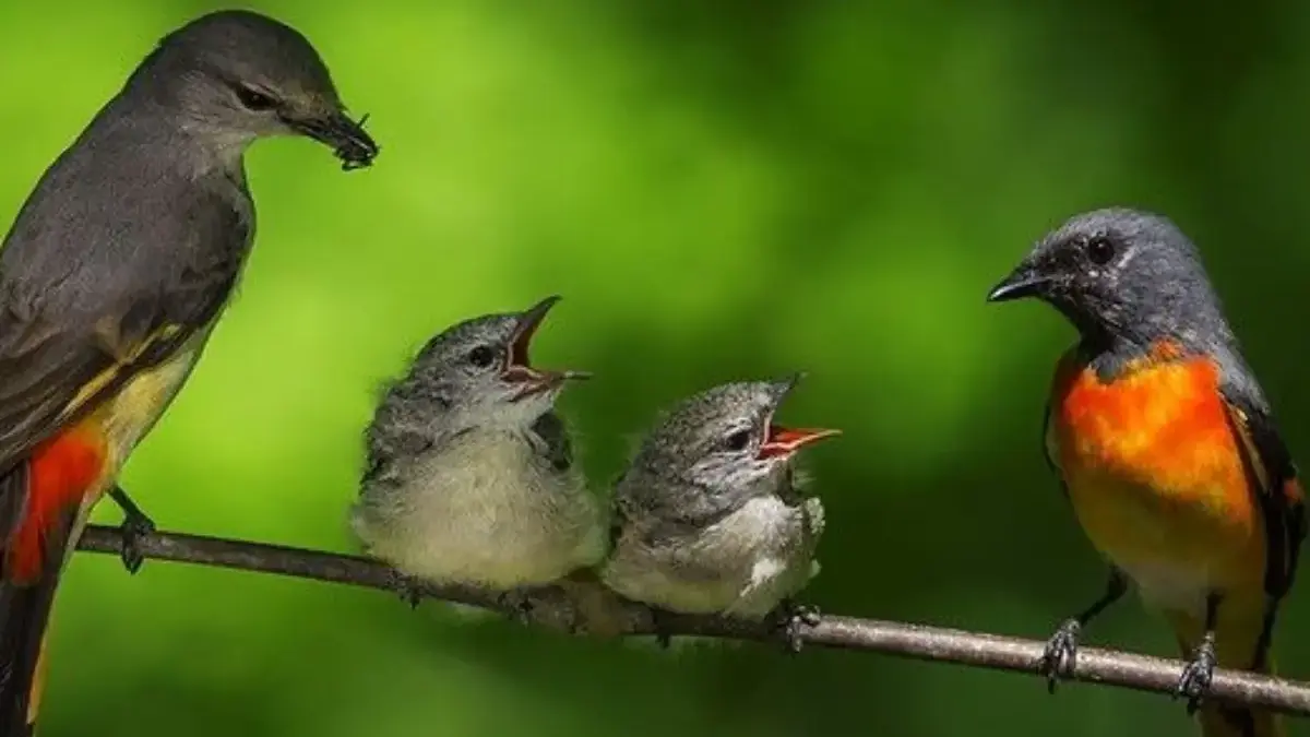 Rekomendasi 5 Jenis Burung Kicau Kecil Untuk Kicau Mania Pemula
