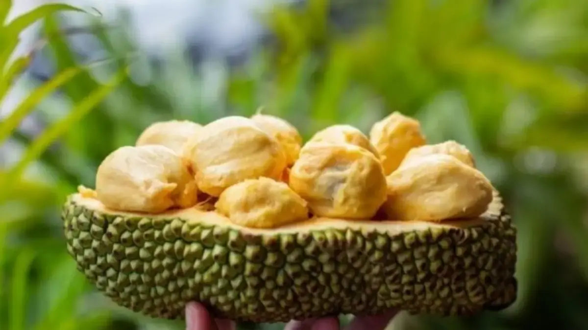 5 Fakta Tentang Buah Cempedak,Seperti Nangka Namun Memiliki Wangi yang Sangat Menyengat