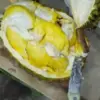 5 Jenis Durian Lokal yang Unggul dan Banyak Digemari Oleh Banyak Orang 