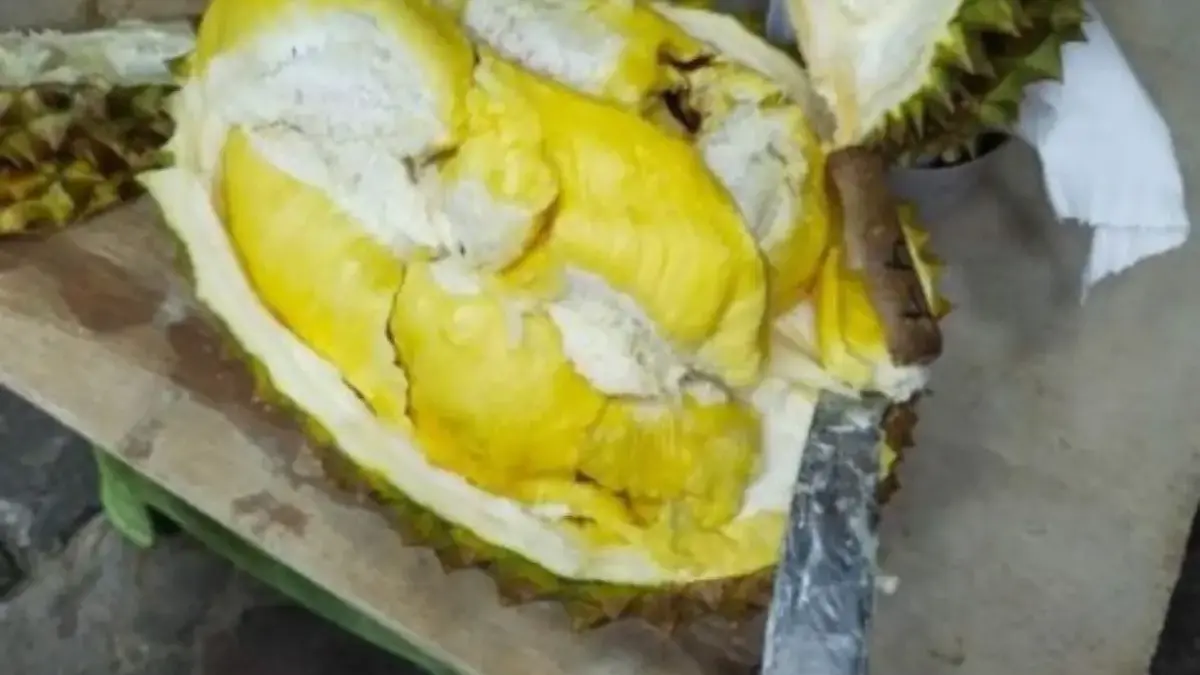 5 Jenis Durian Lokal yang Unggul dan Banyak Digemari Oleh Banyak Orang 