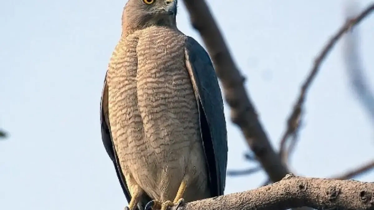 5 Fakta Menarik Burung Elang Shikra, Si Pemangsa Kecil 