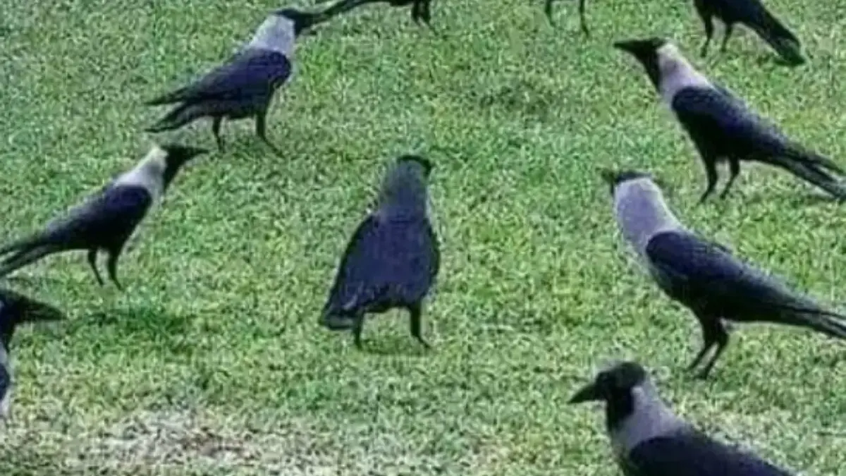 5 Jenis Hewan Pendendam, Karena Hewan Ini Akan Ingat Siapa yang Menyakitinya 