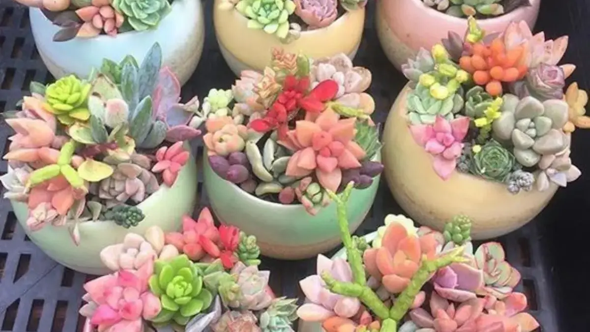 7 Jenis Tanaman Hias Tahan Lama untuk Membuat Ruang Tamu Jadi Lebih Segar dan Menawan