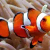 5 Jenis Ikan Laut Hias yang Eksotis, Sangat Cocok Untuk Pecinta Ikan Air Laut 