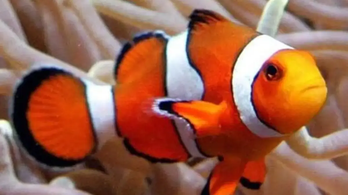 5 Jenis Ikan Laut Hias yang Eksotis, Sangat Cocok Untuk Pecinta Ikan Air Laut 