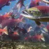 5 Fakta Tentang Ikan Salmon, Ikan yang Sangat Tinggi Kandungan Gizinya 