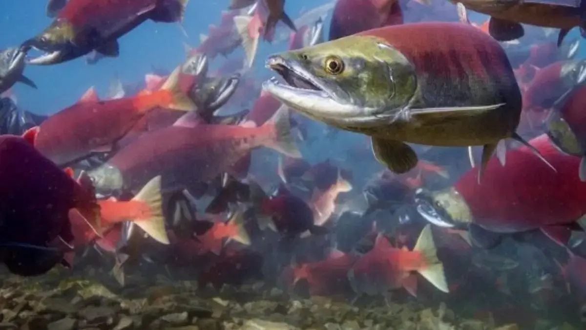 5 Fakta Tentang Ikan Salmon, Ikan yang Sangat Tinggi Kandungan Gizinya 