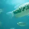Sangat Menawan, 5 Jenis Ikan Sepat Cantik, Cocok Untuk Aquarium Kamu Agar Lebih Berwarna 