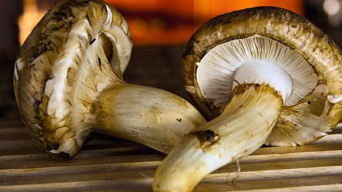 5 Jenis Jamur dengan Harga Termahal di Dunia, Harganya Bikin Kita Terkejut 