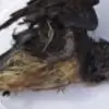 Kiviaq Makanan Ekstrem Khas Greenland, Terbuat dari Burung yang Difermentasi 