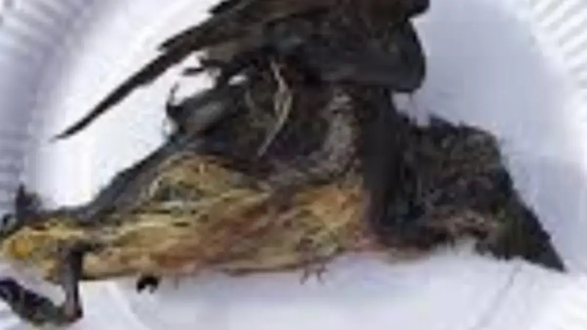 Kiviaq Makanan Ekstrem Khas Greenland, Terbuat dari Burung yang Difermentasi 