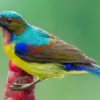 5 Jenis Burung Kolibri yang Populer Dipelihara, Ada yang Memiliki Warna Cantik Juga 