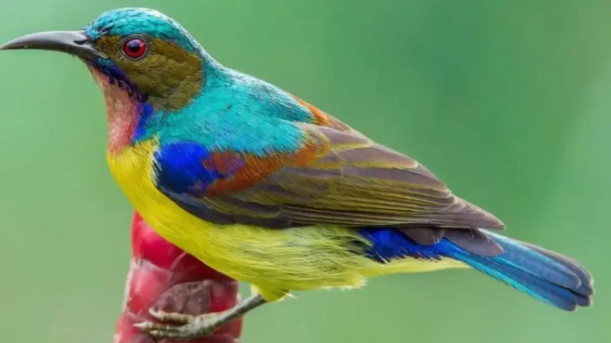 5 Jenis Burung Kolibri yang Populer Dipelihara, Ada yang Memiliki Warna Cantik Juga 