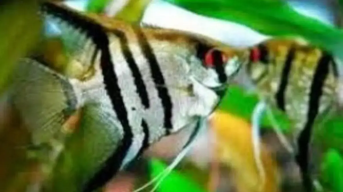 Sangat Cantik, 5 Jenis Ikan Manfish yang Sangat Populer Dikalangan Penghobi ikan hias 