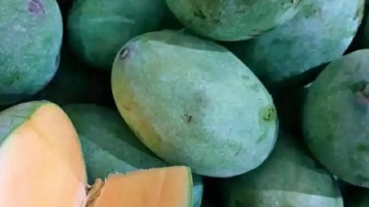 5 Jenis Buah Mangga Lokal yang Sangat Manis dan Juga Segar Wajib Kamu Coba