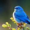 4 Fakta Menarik Burung Mountain Blue, Burung yang Sangat Indah 