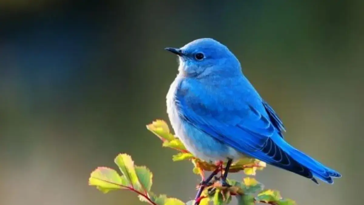 4 Fakta Menarik Burung Mountain Blue, Burung yang Sangat Indah 