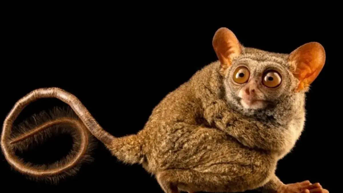 5 Satwa Indonesia yang Terancam Punah, Mungkin Kita Jarang Mengetahuinya 