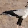 5 Hewan yang Hidup di Gurun Sahara, Ada Hewan yang Sangat Berbahaya dan Sangat Suka Menyamar 
