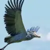  5 Jenis Burung Aneh di Dunia yang Harus Kamu Ketahui 