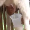 5 Manfaat Susu Kambing Etawa yang Sangat Baik Untuk Kesehatan Tubuh 