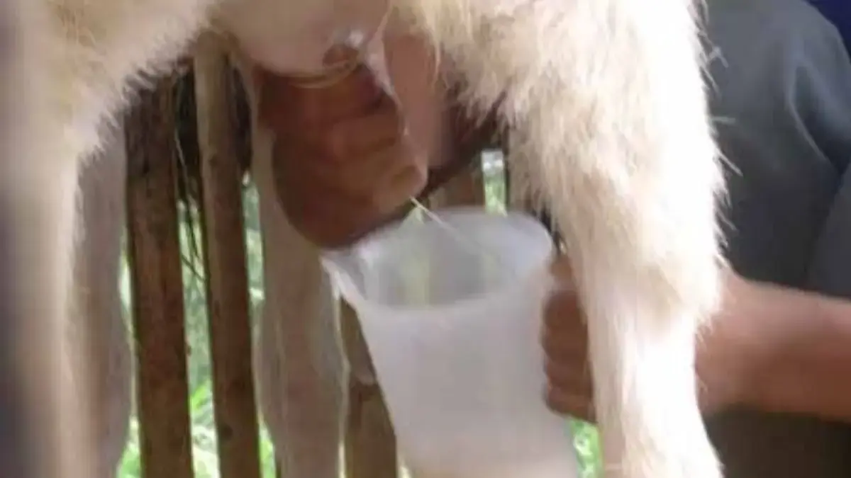 5 Manfaat Susu Kambing Etawa yang Sangat Baik Untuk Kesehatan Tubuh 