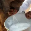 5 Manfaat Susu Unta yang Baik Untuk Tubuh dan Juga Dapat Menurunkan Kadar Gula Darah 