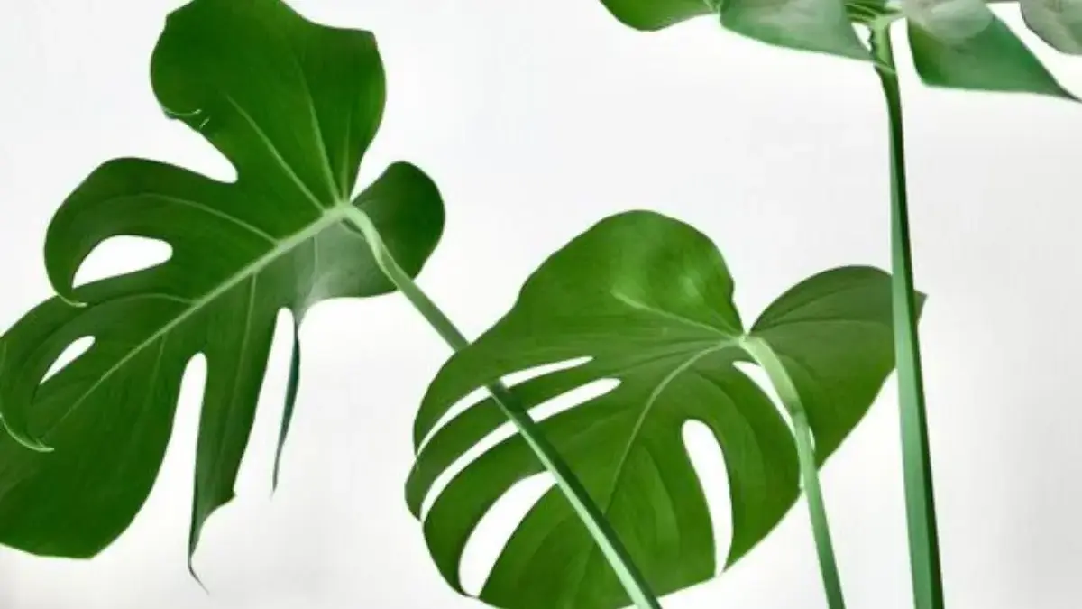 5 Jenis Tanaman Monstera Eksotis yang Memiliki Harga Sangat  Fantastis  