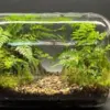 Cara Membuat Terrarium Sederhana dan Terlihat Mewah Serta Langkah – Langkahnya 