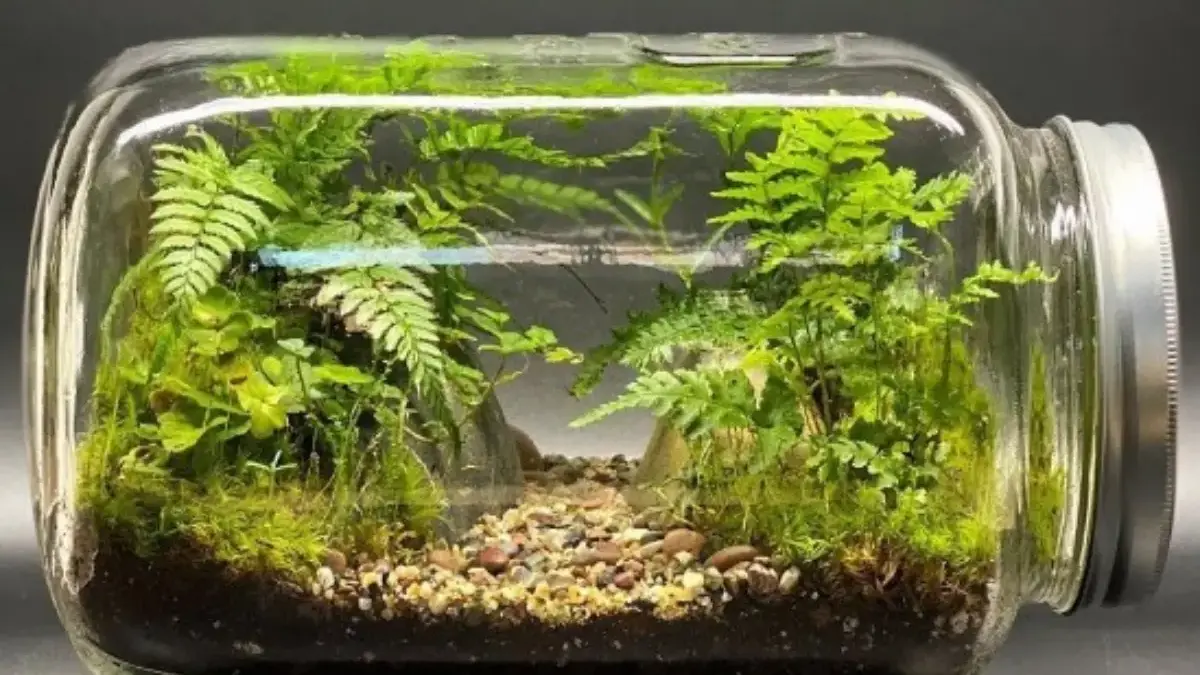 Cara Membuat Terrarium Sederhana dan Terlihat Mewah Serta Langkah – Langkahnya 