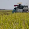 Petani Untung Besar, Harga Gabah Indramayu Tertinggi di Musim Panen