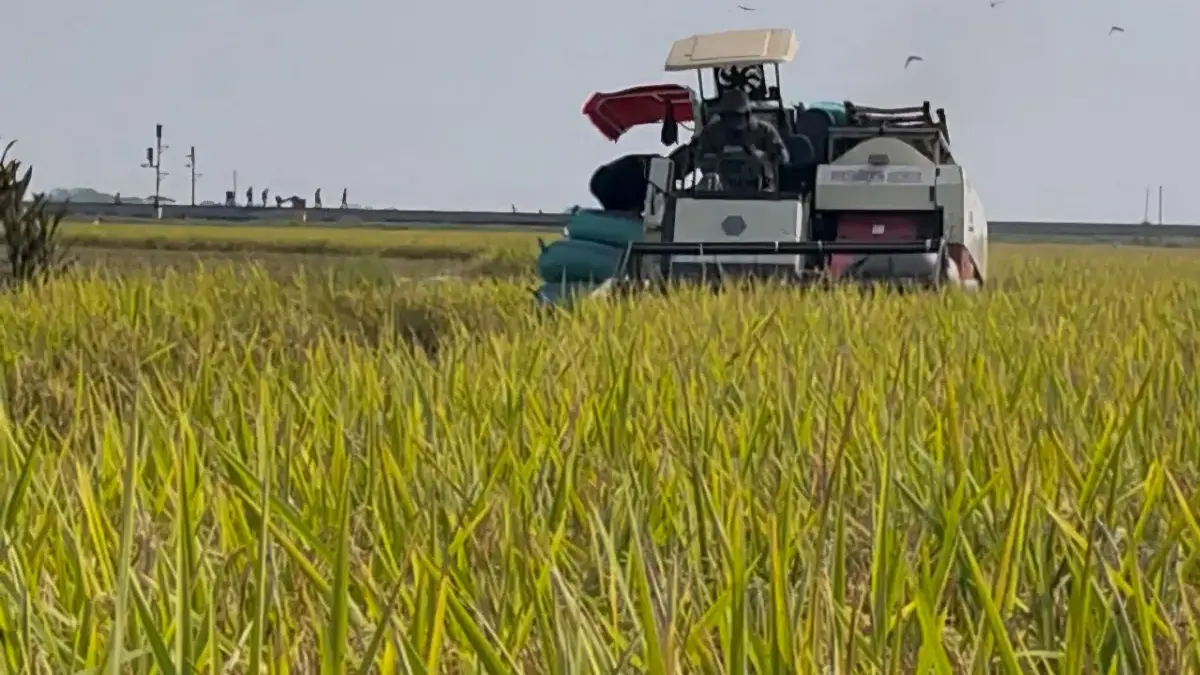 Petani Untung Besar, Harga Gabah Indramayu Tertinggi di Musim Panen