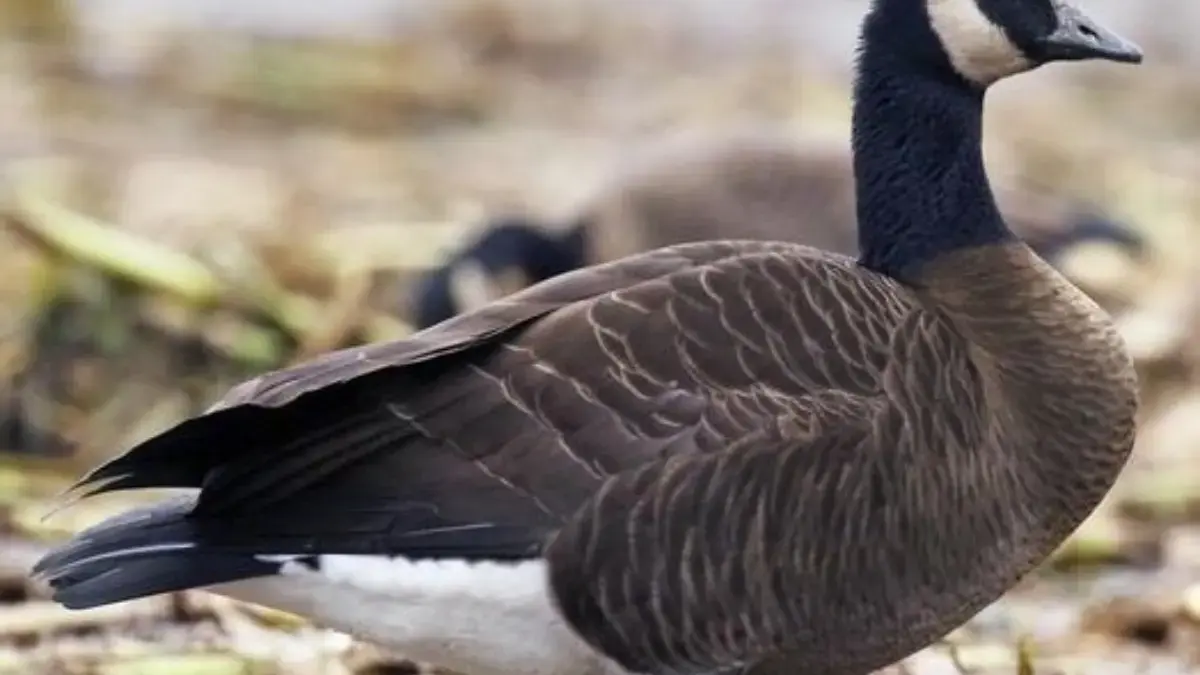 5 Fakta Menarik Angsa Kanada, Angsa yang Tidak Kenal Rasa Takut 