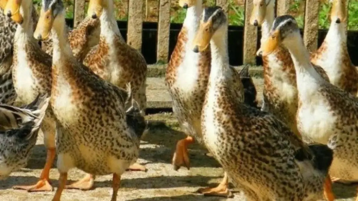 5 Jenis Bebek Pedaging yang Menguntungkan 