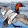 5 Fakta Unik Bebek Canvasback, Bebek Selam yang Jago Terbang 