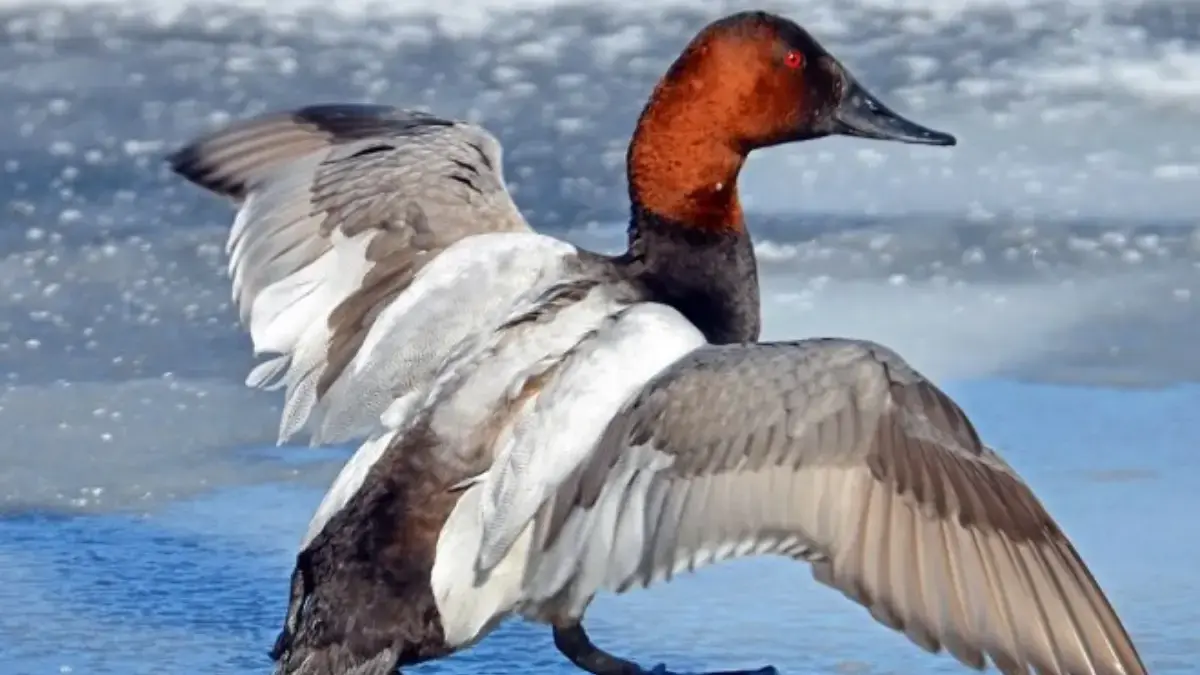 5 Fakta Unik Bebek Canvasback, Bebek Selam yang Jago Terbang 